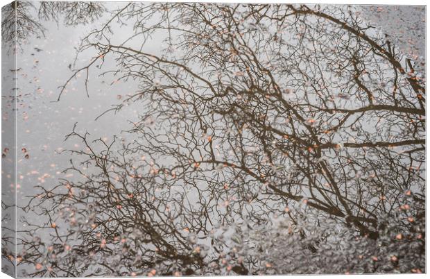 Branches reflecting Canvas Print by Garry Quinn
