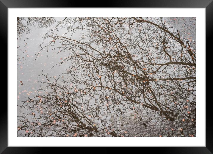 Branches reflecting Framed Mounted Print by Garry Quinn