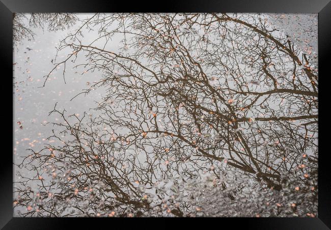 Branches reflecting Framed Print by Garry Quinn
