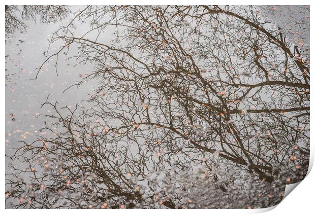 Branches reflecting Print by Garry Quinn