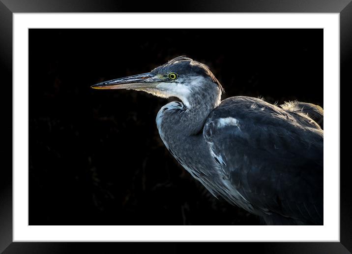 In the shadows Framed Mounted Print by Philip Male