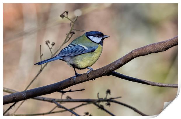 Great Tit Print by Angela H