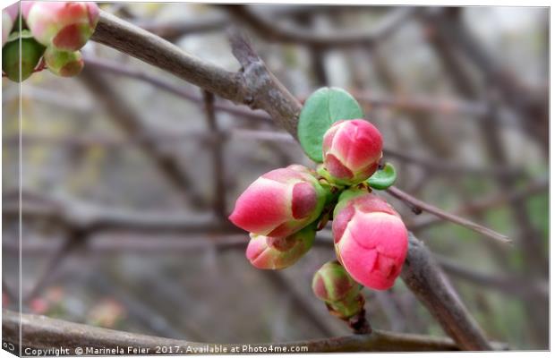 tiny red buds Canvas Print by Marinela Feier