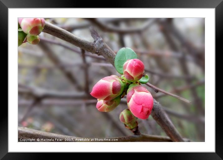 tiny red buds Framed Mounted Print by Marinela Feier