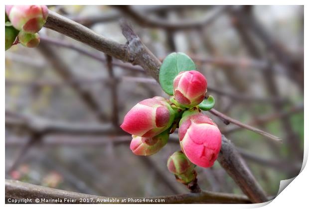 tiny red buds Print by Marinela Feier