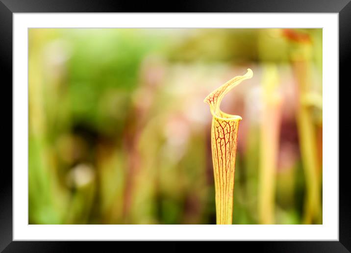Pitcher Plant Framed Mounted Print by Valerie Paterson