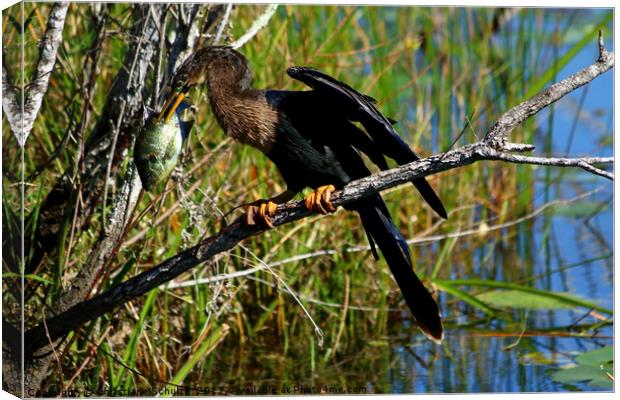A Darters Meal Canvas Print by Christiane Schulze