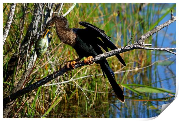 A Darters Meal Print by Christiane Schulze