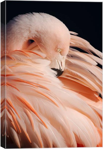 Portrait Of A Flamingo Canvas Print by rawshutterbug 