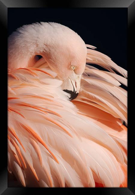 Portrait Of A Flamingo Framed Print by rawshutterbug 