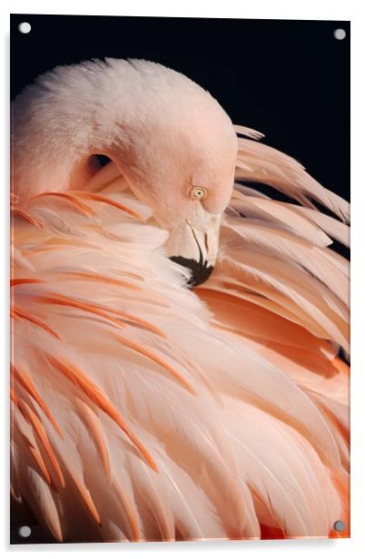 Portrait Of A Flamingo Acrylic by rawshutterbug 