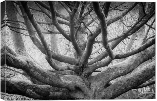 Tree of Life Canvas Print by Dave Carroll