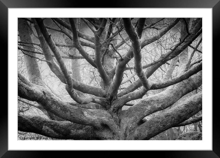 Tree of Life Framed Mounted Print by Dave Carroll