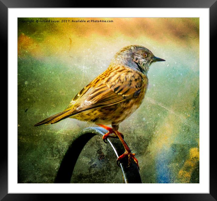 Dunnock Framed Mounted Print by richard sayer