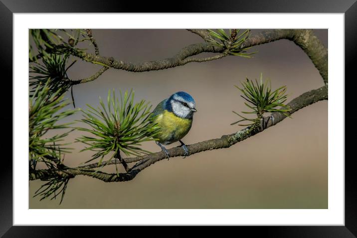 Blue Tit Framed Mounted Print by Angela H