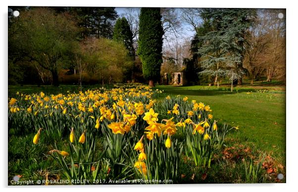 "Daffodil border" Acrylic by ROS RIDLEY