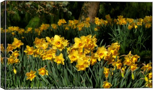 "Daffodils in the wood" Canvas Print by ROS RIDLEY