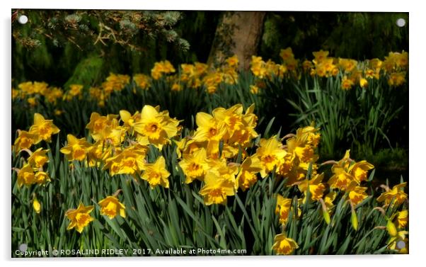 "Daffodils in the wood" Acrylic by ROS RIDLEY