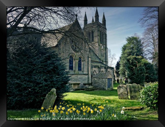 "Daffodils at the Church" Framed Print by ROS RIDLEY