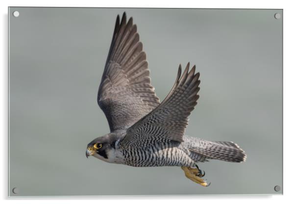 Peregrine Falcon Acrylic by Ian Hufton