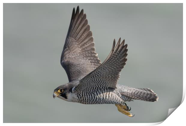 Peregrine Falcon Print by Ian Hufton