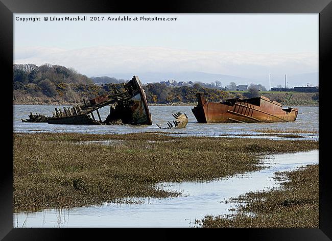Decommissioned Trawlers on Fleetwood Marsh. Framed Print by Lilian Marshall