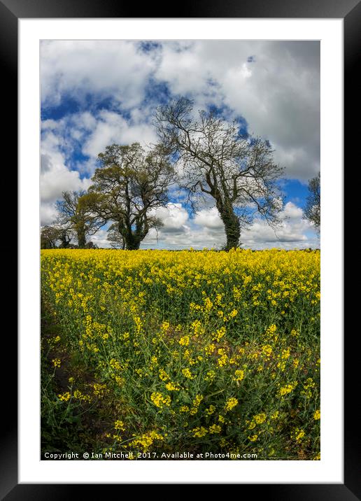 Summer Meadow Framed Mounted Print by Ian Mitchell