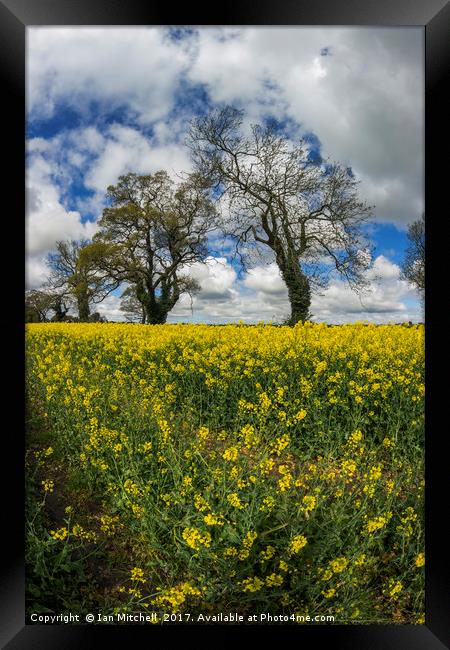Summer Meadow Framed Print by Ian Mitchell
