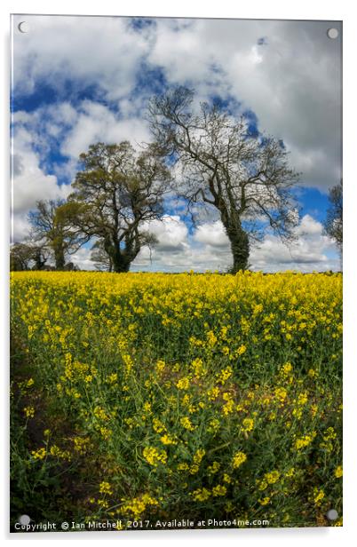 Summer Meadow Acrylic by Ian Mitchell