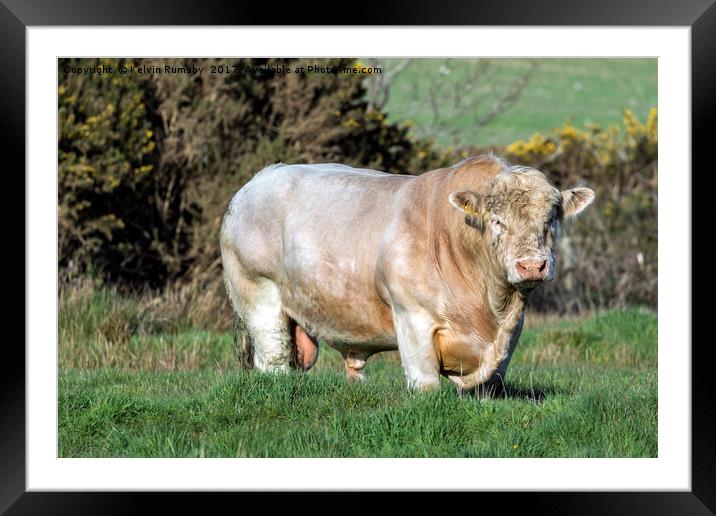Mr. Bull Framed Mounted Print by Kelvin Rumsby