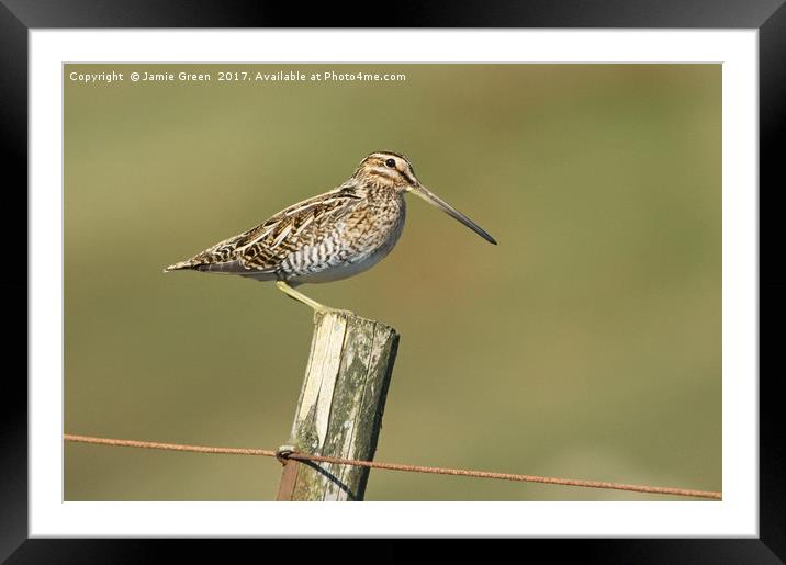 Snipe On A Post Framed Mounted Print by Jamie Green