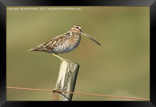 Snipe On A Post Framed Print by Jamie Green