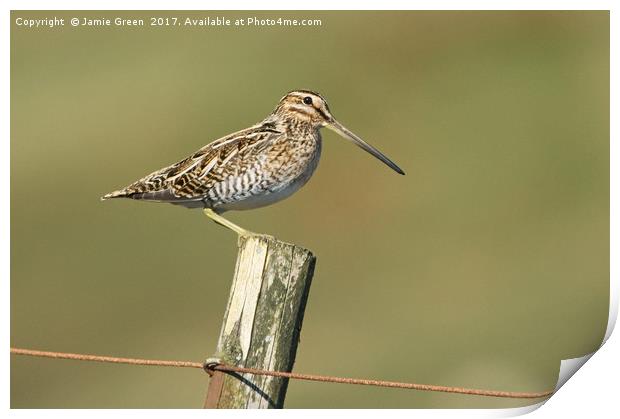 Snipe On A Post Print by Jamie Green