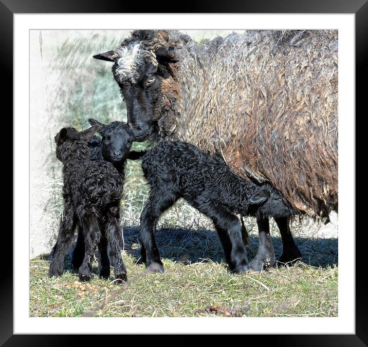 Three for the price of one Framed Mounted Print by Alan Mattison