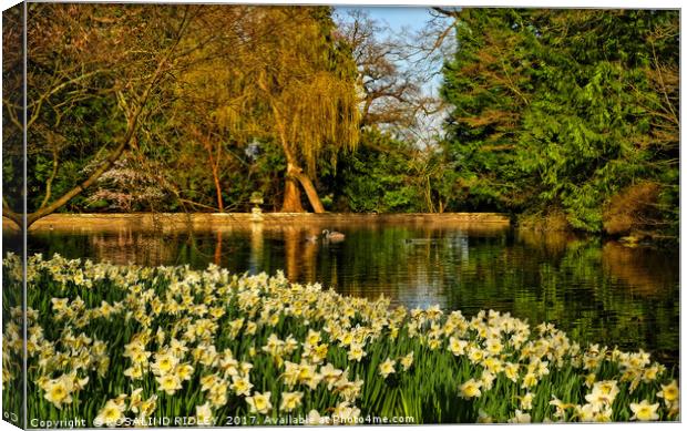 "DAFFODILS AT THE LAKE" Canvas Print by ROS RIDLEY