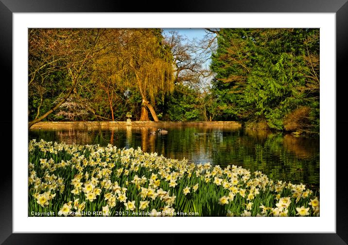 "DAFFODILS AT THE LAKE" Framed Mounted Print by ROS RIDLEY