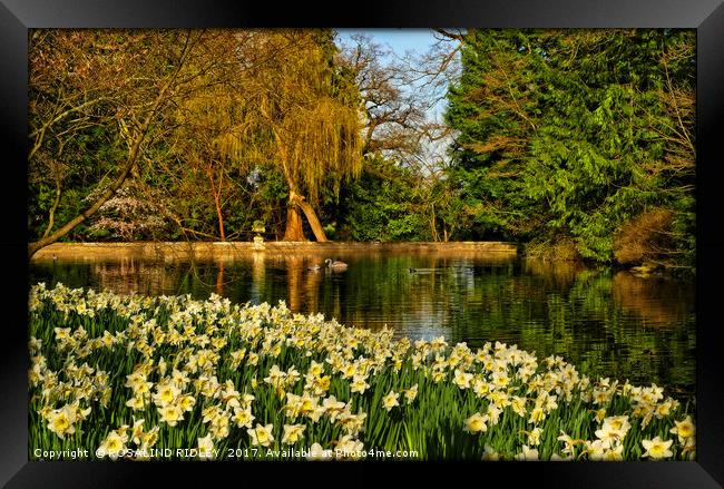 "DAFFODILS AT THE LAKE" Framed Print by ROS RIDLEY