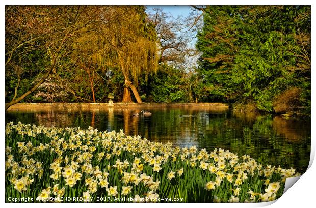 "DAFFODILS AT THE LAKE" Print by ROS RIDLEY