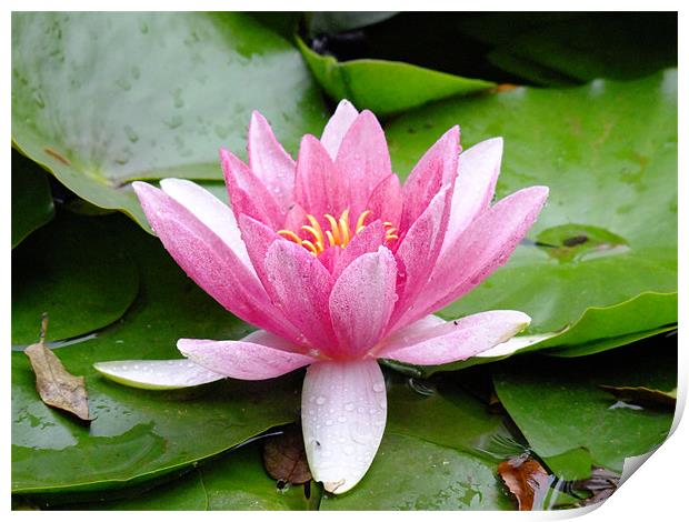 Waterlily in the rain Print by Ginny Gregg