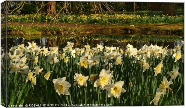 "Daffodil Reflections" Canvas Print by ROS RIDLEY
