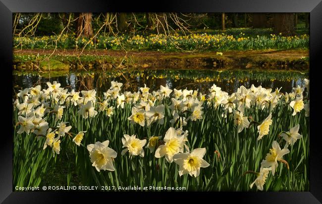 "Daffodil Reflections" Framed Print by ROS RIDLEY