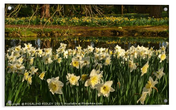 "Daffodil Reflections" Acrylic by ROS RIDLEY