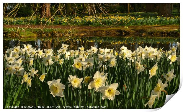 "Daffodil Reflections" Print by ROS RIDLEY
