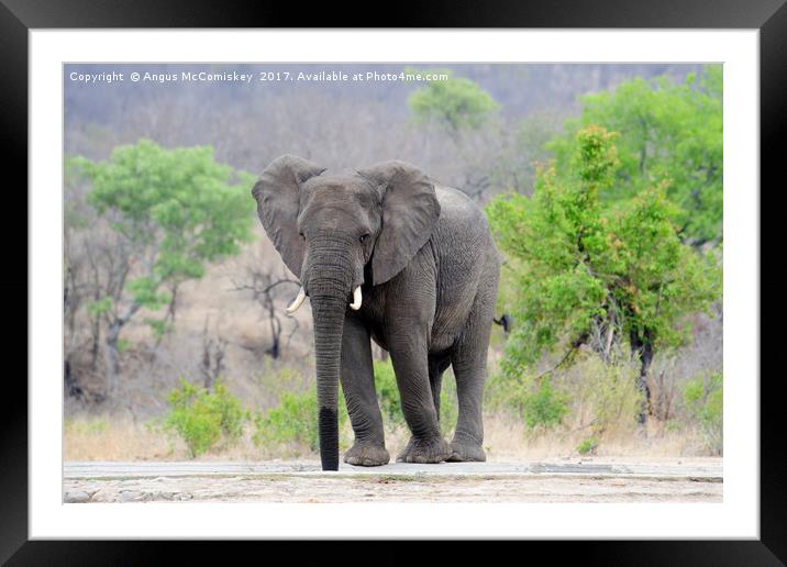 Lone bull elephant drinking at waterhole Framed Mounted Print by Angus McComiskey