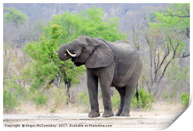 Lone bull elephant drinking at waterhole Print by Angus McComiskey