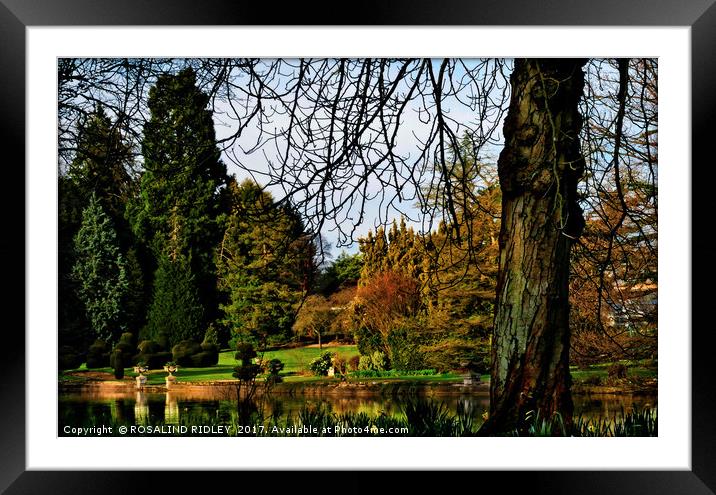 "Tree at Thorpe Perrow Lake side" Framed Mounted Print by ROS RIDLEY