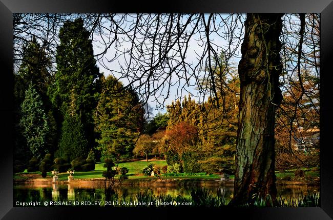 "Tree at Thorpe Perrow Lake side" Framed Print by ROS RIDLEY