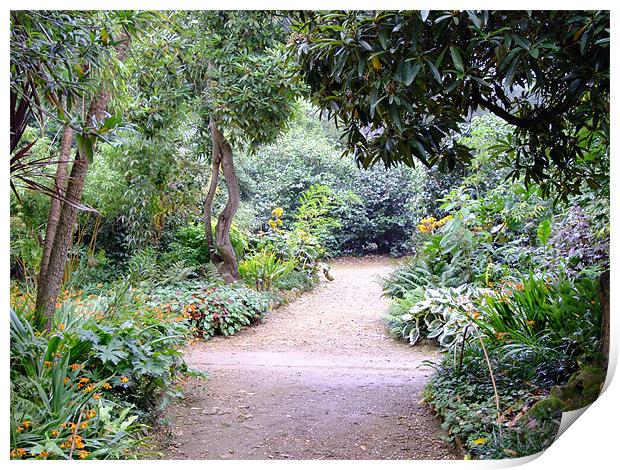 Abbotsbury Subtropical Gardens Print by Ginny Gregg