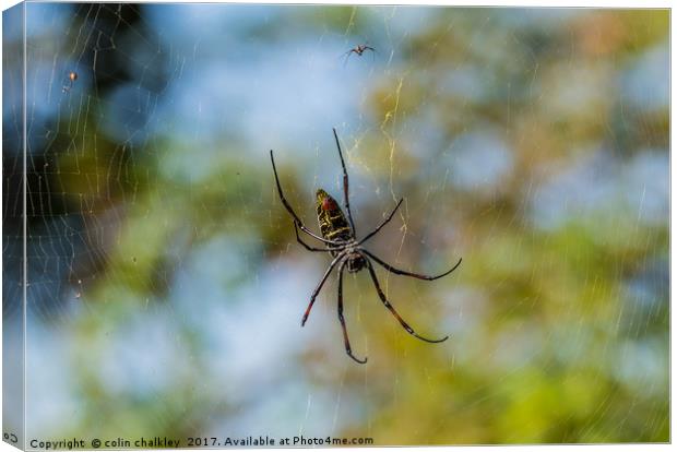 Golden Orb Spider, South Africa Canvas Print by colin chalkley