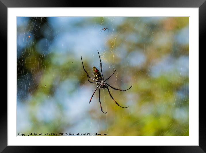 Golden Orb Spider, South Africa Framed Mounted Print by colin chalkley